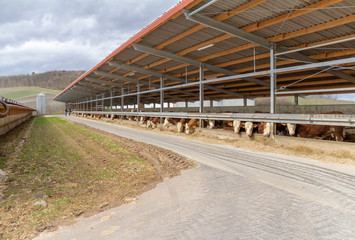 Fototapeta premium some cattle in a barn
