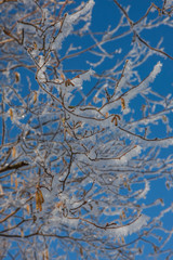 Winter in the Netherlands. Snow. Branches