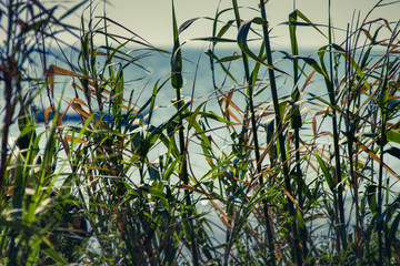 In the background a sea view, blocking by some green reeds