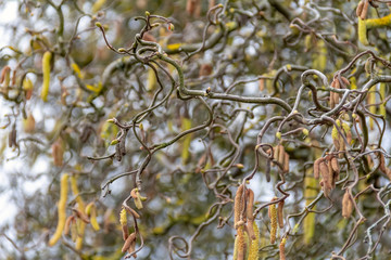 twisted hazel twigs