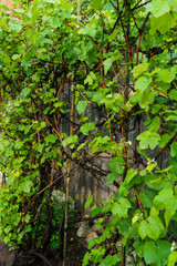 Small green grape ovaries in the garden after the rain.