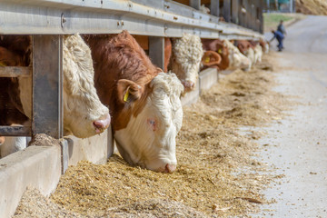 some cattle in a barn