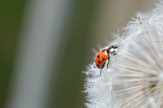 Little tiny red cute ladybug on a fluffy white dandelion. Macro photography of insects, selective focus
