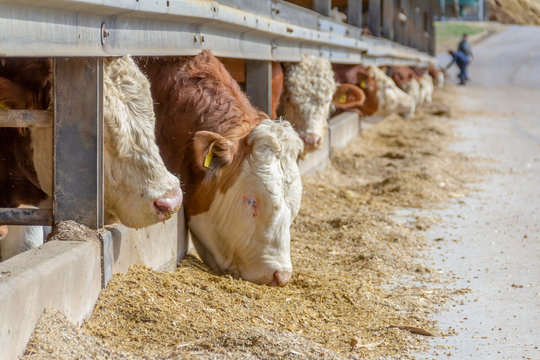 some cattle in a barn