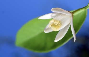 Orange.White orange flower on sky background	