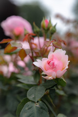 Obraz premium pink roses in the garden