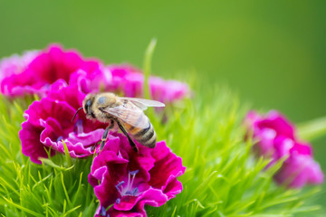 Frühlingsblumen mit Biene / Hummel blühen bis in den Sommer mit bezaubernder Blütenpracht in der Nahaufnahme