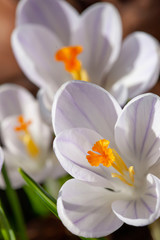 Spring flowers. Crocus