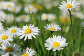Obraz na płótnie Canvas beautiful little daisy flowers closeup in the green grass in springtime