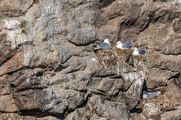 Seagull nesting in Lofoten Islands, Norway.