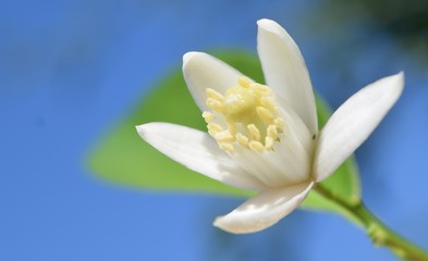 Obraz premium Orange.White orange flower on sky background 