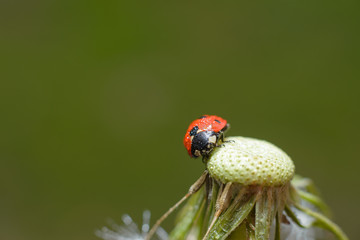 Little tiny red cute wet spotted ladybug on a dandelion without seeds. Macro photography of insects, selective focus