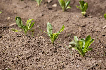 Young lettuce plantation