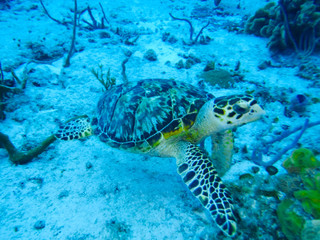 Hawsbill Sea Turtle in Cozumel Mexico