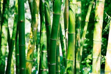 Fototapeta na wymiar Bamboo plantation
