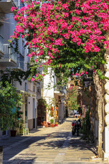 Bougainvillea in bloom on the street of Nafplio city in hot sunny summer day, Nafplio, Peloponnese, Greece