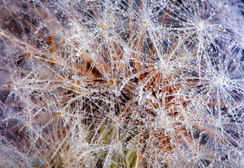 fluffy head of dandelion with dew drops, macro