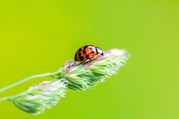 Marienkäfer klettert nach Blattlausjagd auf Samen einer Pflanze und macht sich bereit für den Abflug