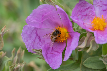 Honeybee on Grey Leaved Rock Rose Flower in Springtime