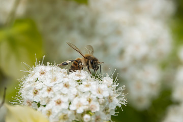 Honeybee on Birchleaf Spiraea Flowers in Springtime