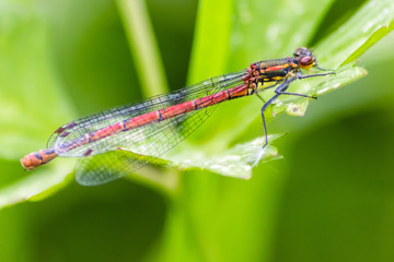 Blutrote Heidelibelle wärmt sich in der Sommersonne vor der Insektenjagd
