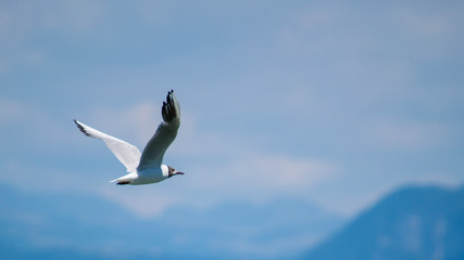Seagull flying in italian skies