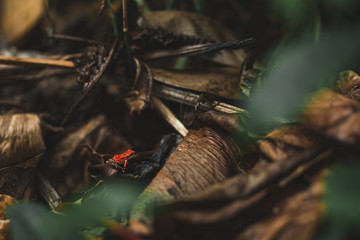 Roter Frosch im Dschungel Panamas