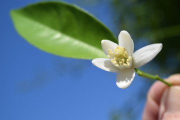 Orange.White orange flower on sky background	