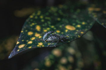 Insekten bei der Paarung im Dschungel Panamas