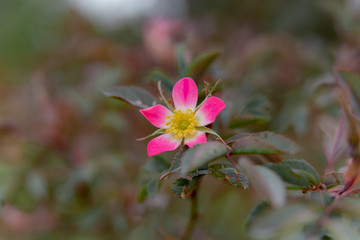 Obraz premium small pink flower in garden