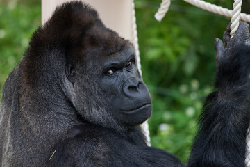 東山動物園のゴリラ