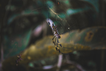 Goldene Seidenspinne im Netz im Dschungel