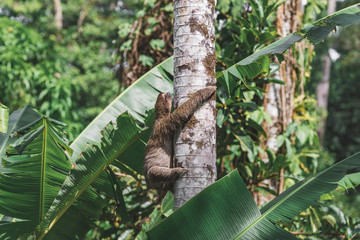 Faultier klettert an baum im Dschungel Panamas