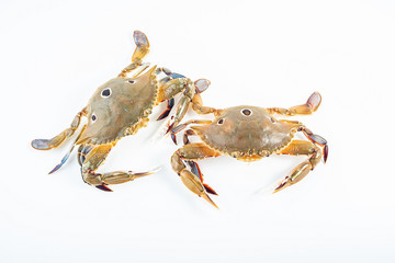 Two live red star crabs on white background