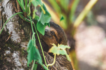 Faultier klettert an baum im Dschungel Panamas