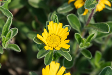 Mediterranean Beach Daisy Inflorescence in Springtime