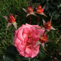 Obraz premium roses in the garden