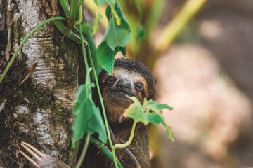 Faultier klettert an baum im Dschungel Panamas
