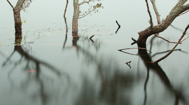 Long exposure of tree trunks submerged in water. - Powered by Adobe