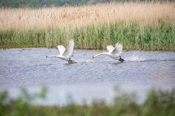 Two swans charging