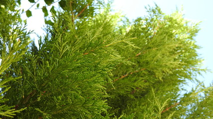  pine tree macro shot
