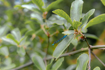 blue dragonfly on green leaf 