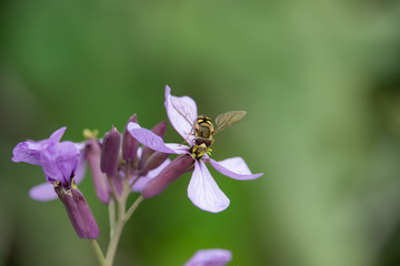 Migrant Hoverfly on Violet Cabbage Flowers in Springtime