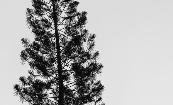 Dark Pine Tree Sihouette In White Background