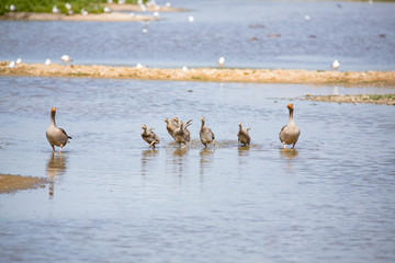 Graylag goslings 