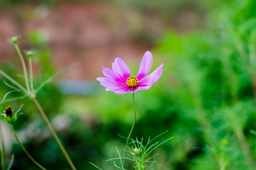 The Pink cosmos flowers in the garden