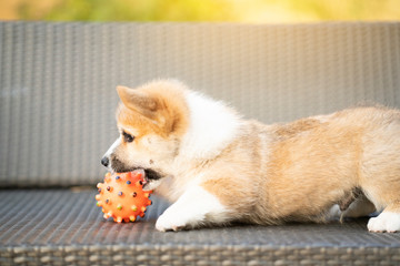 Puppy corgi dog playing with ball in summer sunny day