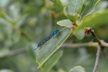 blue dragonfly on green leaf 