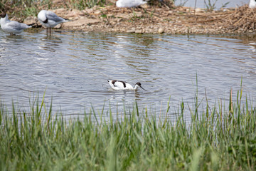 Avocet 3