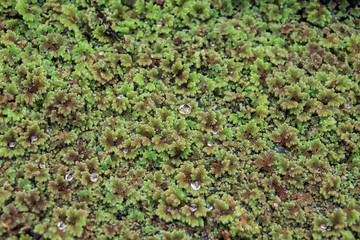 Mosquito Fern Growing on Pond in Springtime